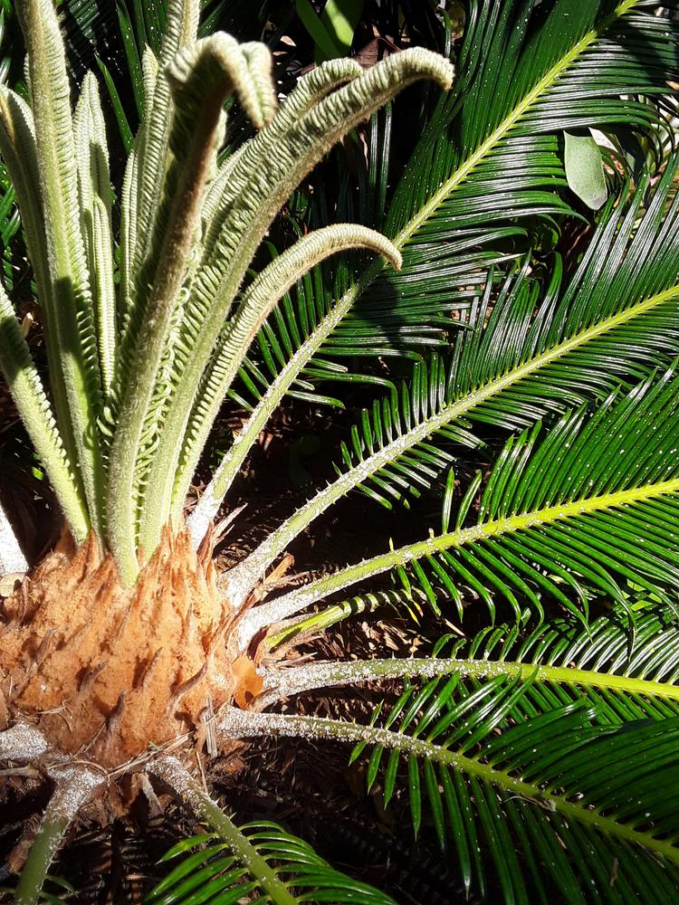 Photo of Sago Palm (Cycas revoluta) uploaded by MySecretIslandGarden