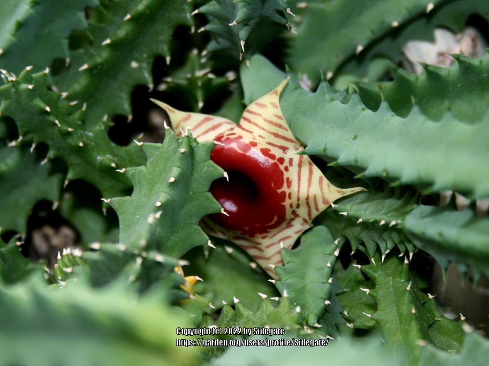 Photo of Lifesaver Cactus (Ceropegia zebrina subsp. insigniflora) uploaded by Sidegate