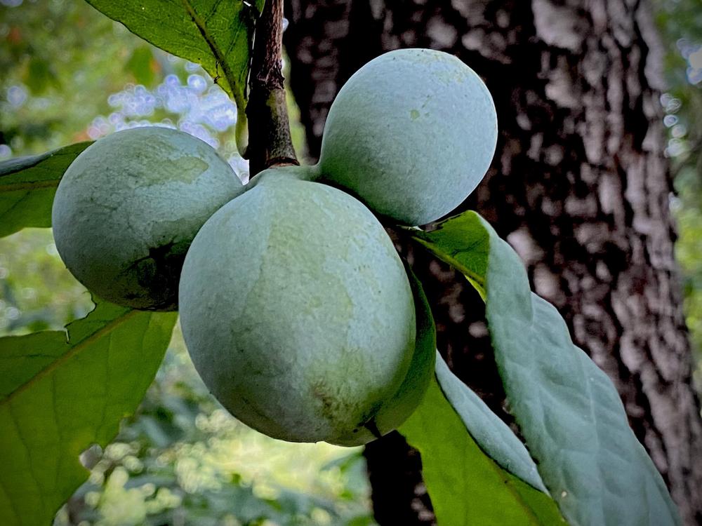 Photo of Pawpaws (Asimina) uploaded by csandt