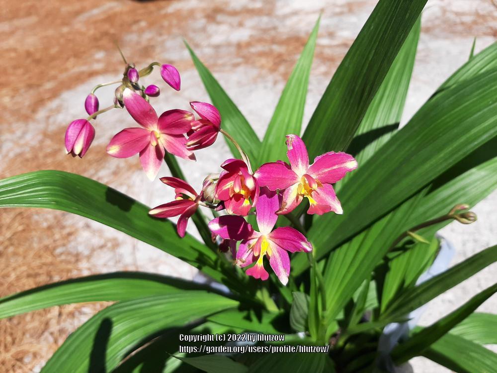 Photo of Philippine Ground Orchid (Spathoglottis plicata) uploaded by hlutzow