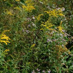 Location: 8th Lake Carry, Inlet, Hamilton County, New York
Date: 2022-09-07
Goldenrod (Solidago canadensis) with New England asters