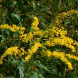 Location: 8th Lake Carry, Inlet, Hamilton county, New York
Date: 2022-09-07
Goldenrod (Solidago canadensis) with bees