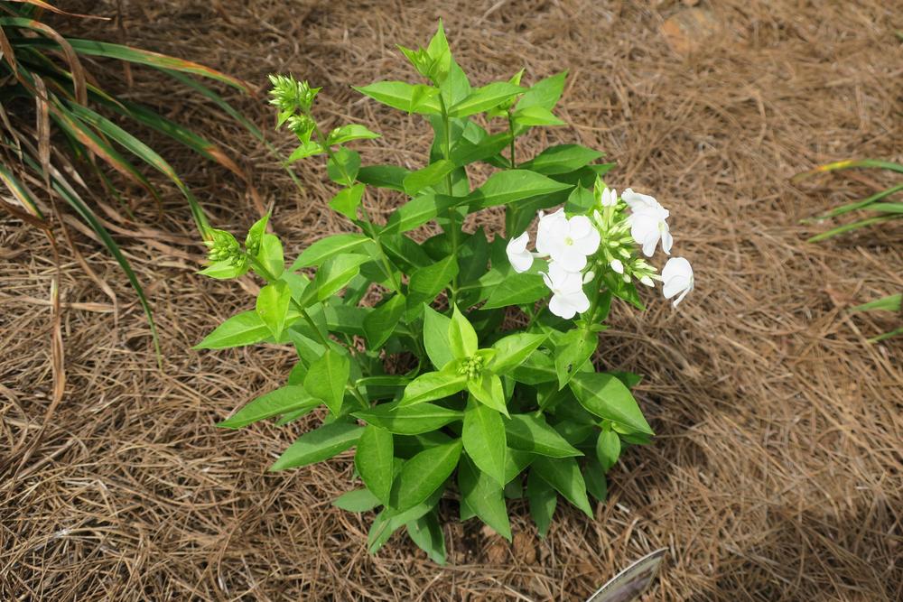 Photo of Garden Phlox (Phlox paniculata 'David') uploaded by 2Dogsmother