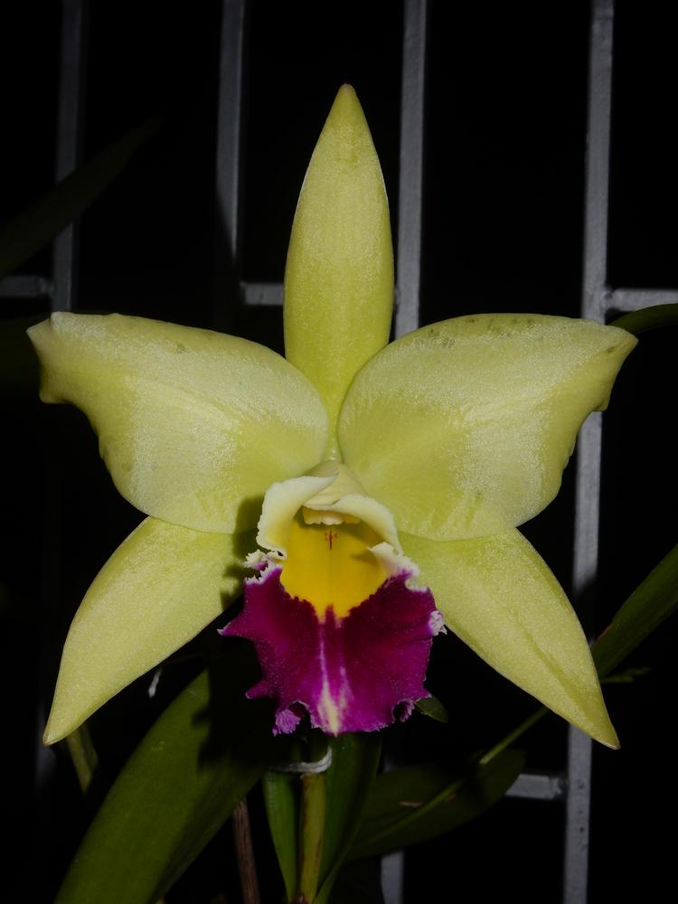 Photo of Orchid (Cattleya) uploaded by Debleena