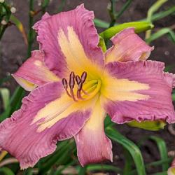 Location: Blue Ridge Daylilies, Annual National Convention in Asheville, North Carolina
Date: 07/09/2022
