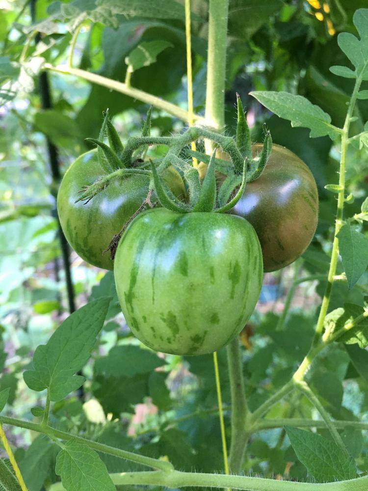 Photo of Tomato (Solanum lycopersicum 'Black Vernissage') uploaded by antsinmypants