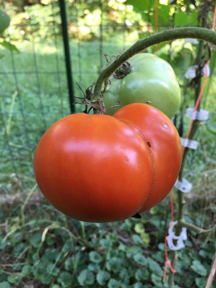 Photo of Tomato (Solanum lycopersicum 'Abraham Lincoln') uploaded by antsinmypants