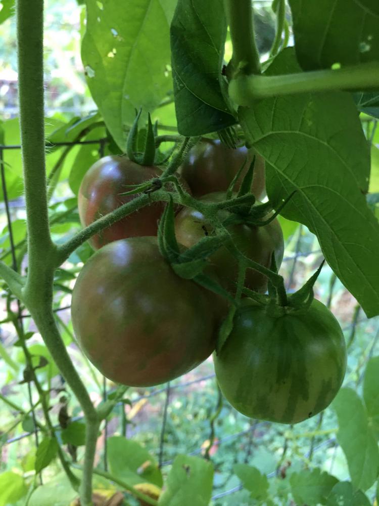 Photo of Tomato (Solanum lycopersicum 'Black Vernissage') uploaded by antsinmypants