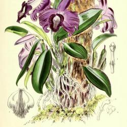 
Date: 1877
illustration by F. W. Burbidge from 'The Floral Magazine', 1877