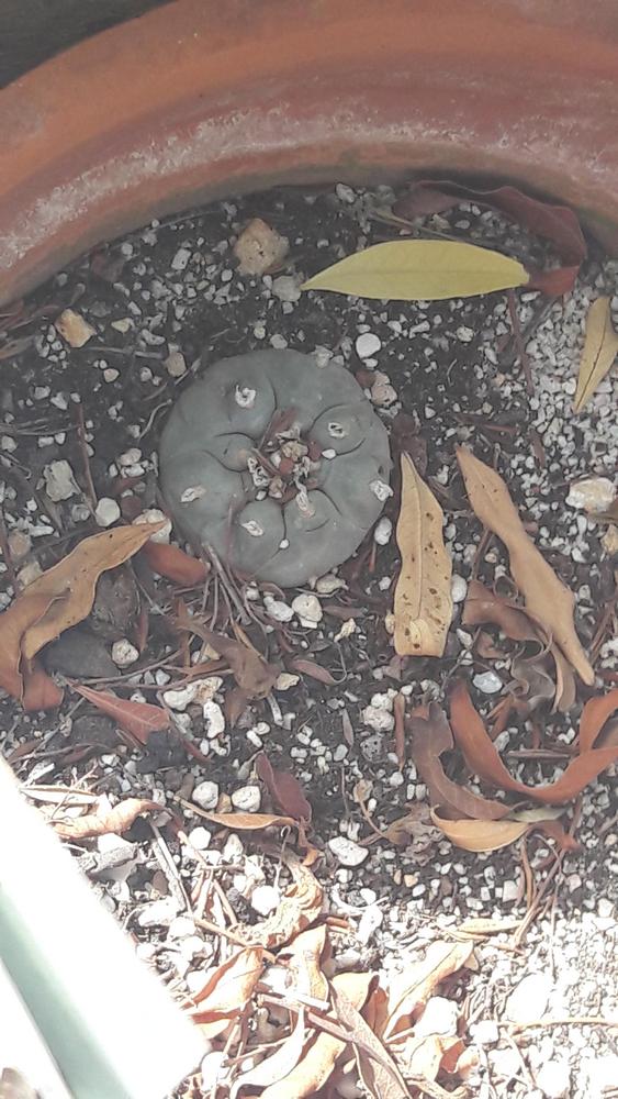 Photo of Peyote (Lophophora williamsii) uploaded by skopjecollection