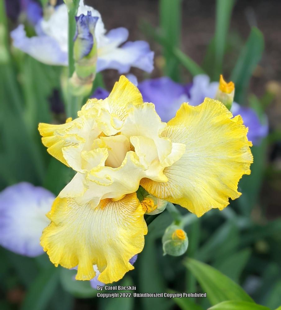 Photo of Tall Bearded Iris (Iris 'Zesting Lemons') uploaded by Artsee1