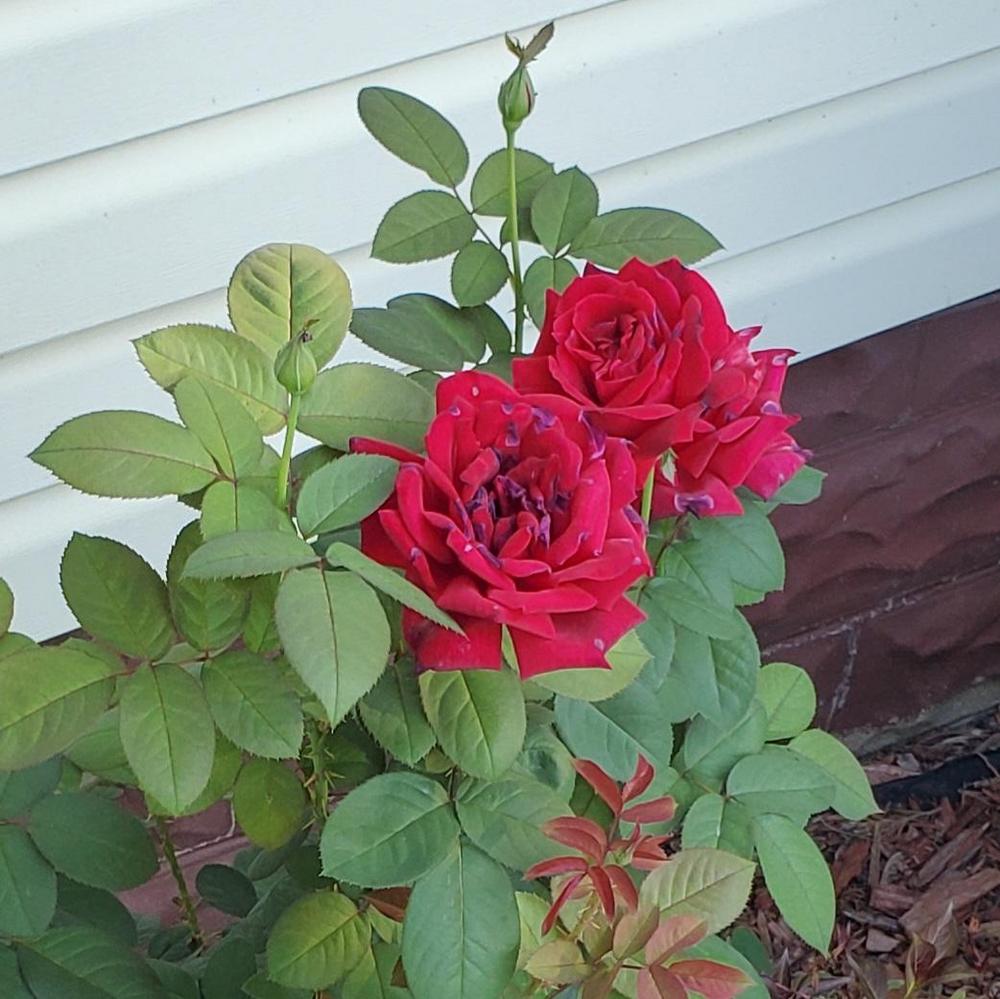 Photo of Rose (Rosa 'Chrysler Imperial') uploaded by Brendayanez1011aolco