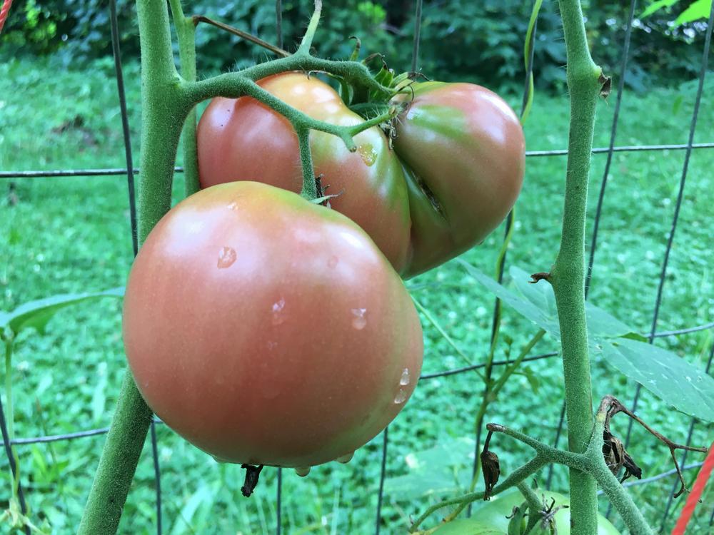 Photo of Tomato (Solanum lycopersicum 'Cherokee Purple') uploaded by antsinmypants