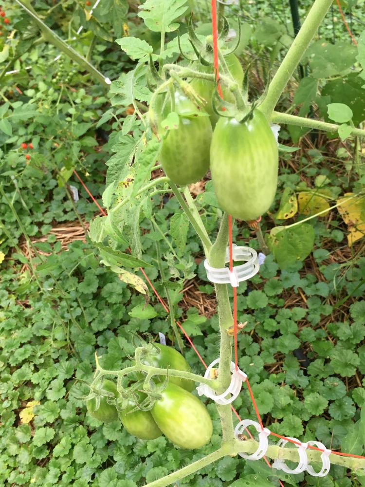 Photo of Tomato (Solanum lycopersicum 'San Marzano') uploaded by antsinmypants