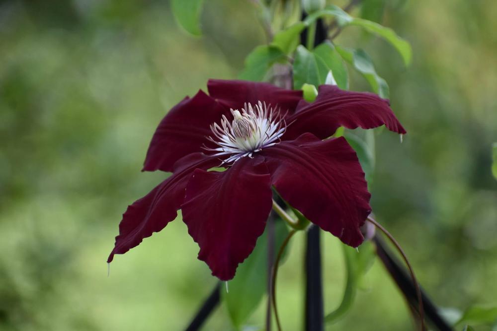 Photo of Clematis Rebecca™ uploaded by pixie62560