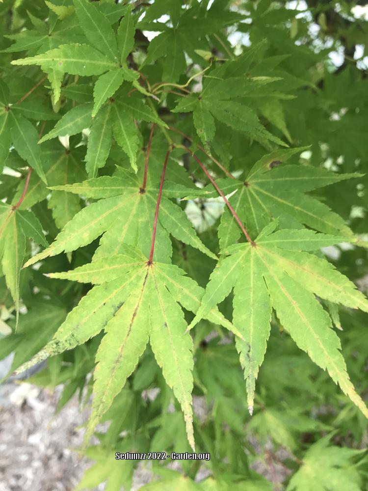 Photo of Japanese Maple (Acer palmatum) uploaded by sedumzz