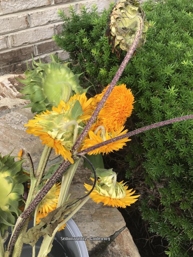 Photo of Dwarf Sunflower (Helianthus annuus 'Teddy Bear') uploaded by sedumzz