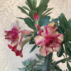 Location: My garden in Tampa, Florida
Date: 2022-09-10
My grafted Mrs. Rose adenium in bloom.