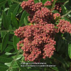 Location: Aberdeen, NC Pages Lake park
Date: September 12, 2022
Winged sumac # 59; RAB, p. 677, 110-1-7; LHB page 628, 110-8-6, "