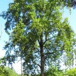 Location: Aberdeen, NC
Date: September 12, 2022
Tulip poplar #82; RAB page 473, 80-1-1; LHB page 417, 74-3-1; AG 