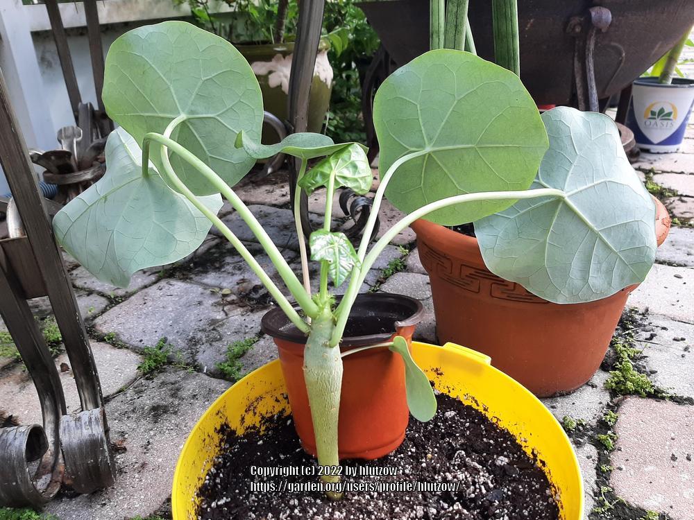 Photo of Buddha Belly Plant (Jatropha podagrica) uploaded by hlutzow