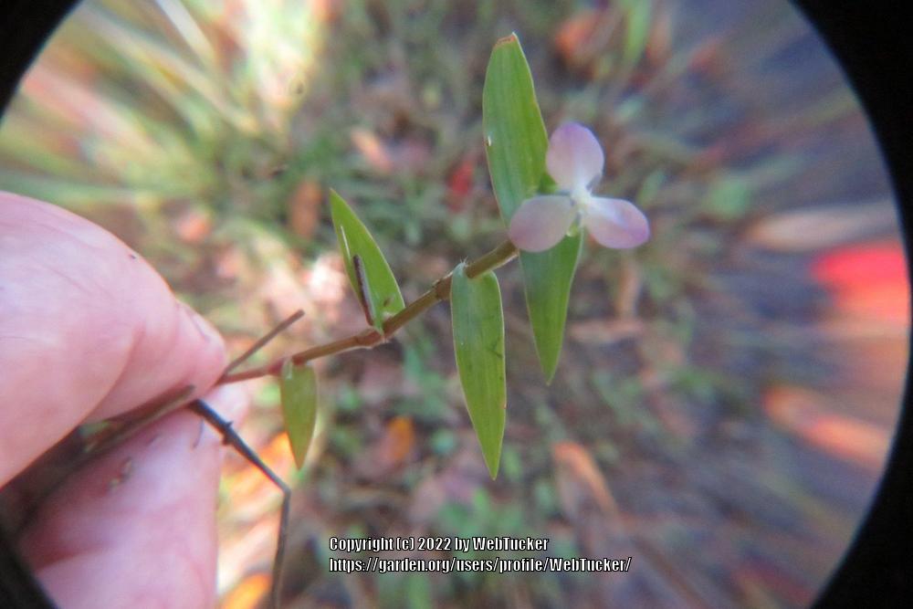 Photo of Marsh Dewflower (Murdannia keisak) uploaded by WebTucker