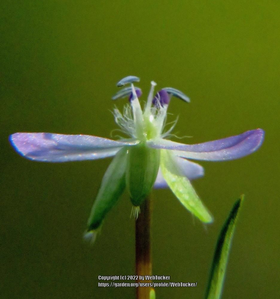Photo of Marsh Dewflower (Murdannia keisak) uploaded by WebTucker