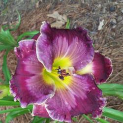 Location: My garden in northeast Texas
Date: 2021-06-06
Best photo I have of this daylily, it tends to blotch a lot in ou