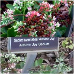 Location: Sandhills Horticultural Gardens Pinehurst, NC (Succulent garden)
Date: September 14, 2022
Autumn joy #110 nn; LHB p.459, 89-1-2; MBG, "Genus name probably 