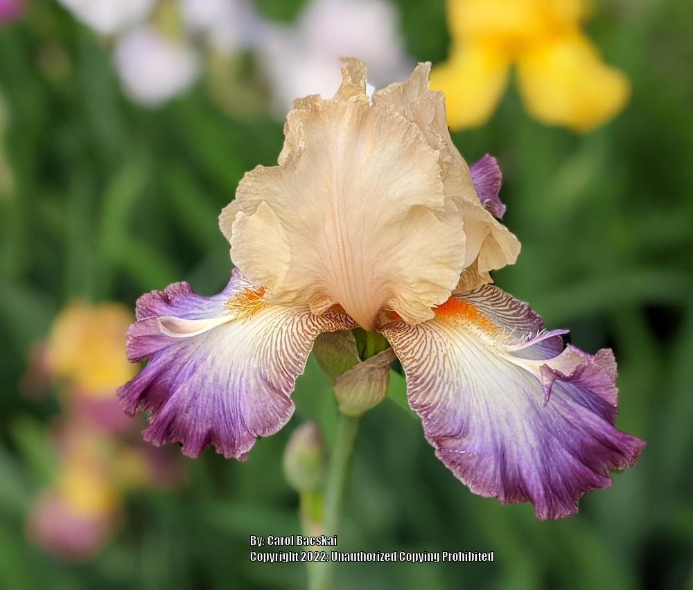 Photo of Tall Bearded Iris (Iris 'Wings at Dawn') uploaded by Artsee1