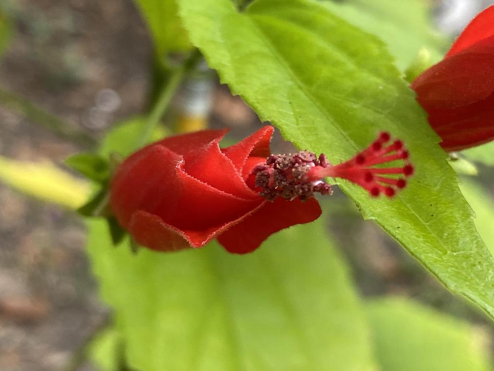Photo of Turk's Cap (Malvaviscus arboreus var. drummondii) uploaded by aikenforflowers