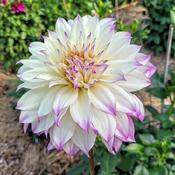 August and September big blooms, Ferncliff Illusion