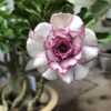 Desert Rose "Carnation"