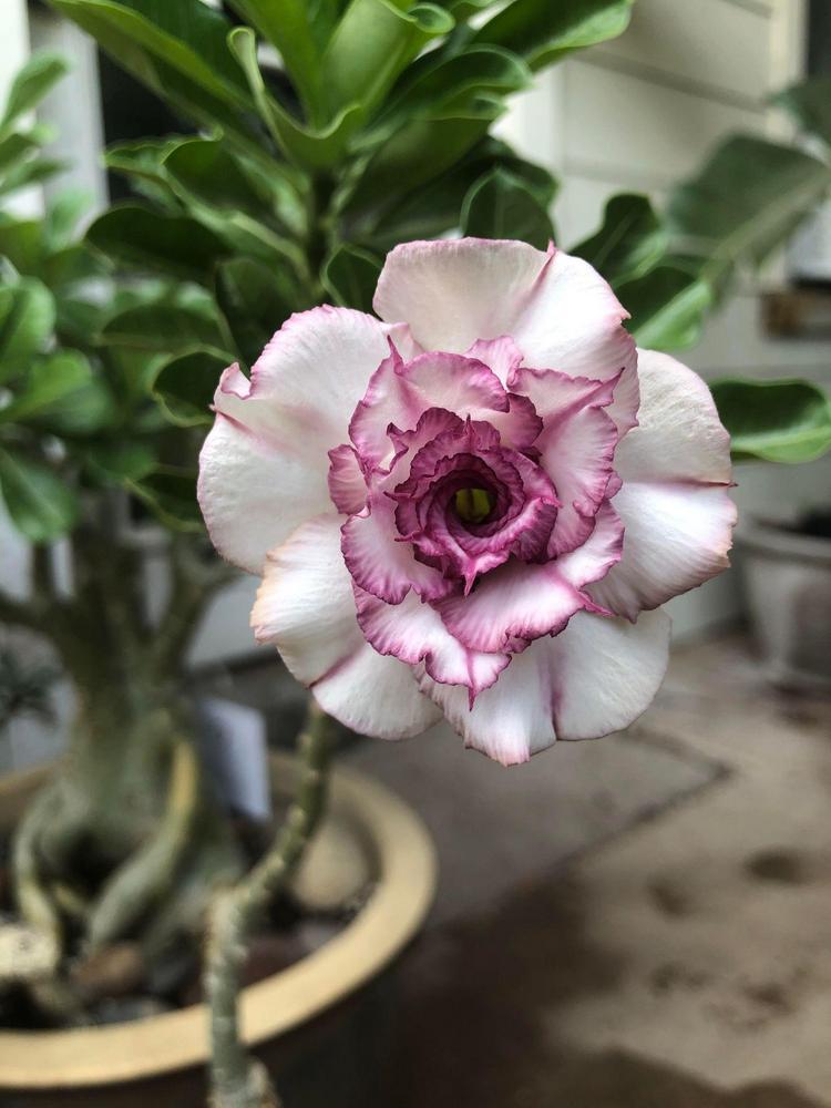 Photo of Desert Rose (Adenium obesum 'Carnation') uploaded by Larrlo59