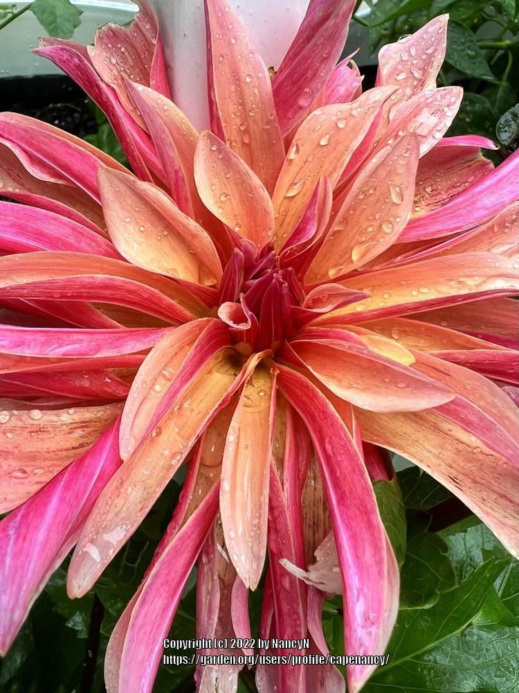 Photo of Dahlia 'Labyrinth' uploaded by capenancy