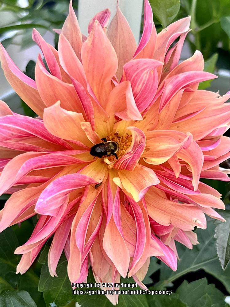 Photo of Dahlia 'Labyrinth' uploaded by capenancy