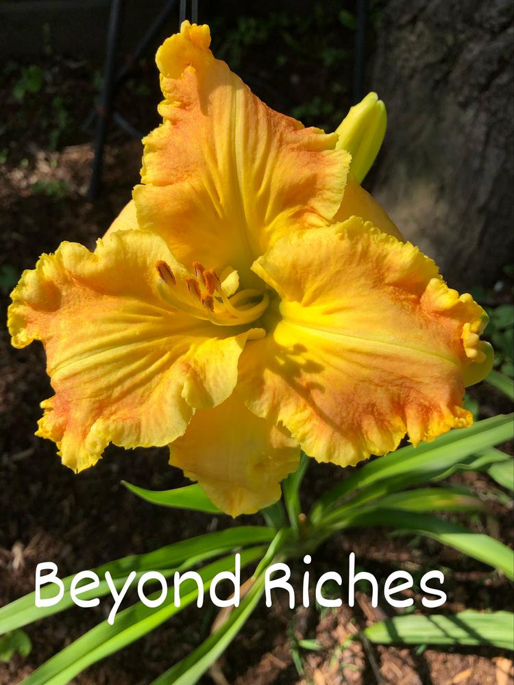 Photo of Daylily (Hemerocallis 'Beyond Riches') uploaded by geeter8