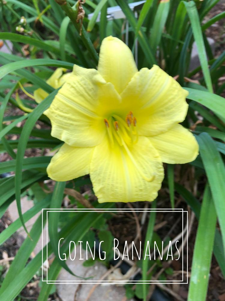 Photo of Daylily (Hemerocallis 'Going Bananas') uploaded by geeter8