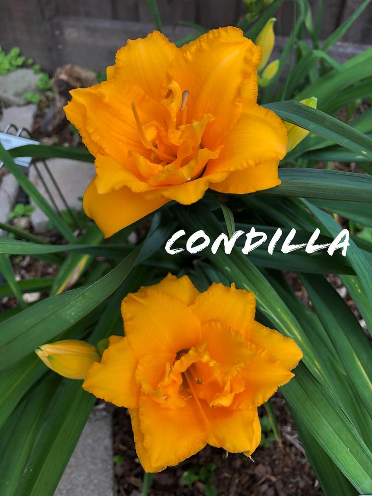 Photo of Daylily (Hemerocallis 'Condilla') uploaded by geeter8