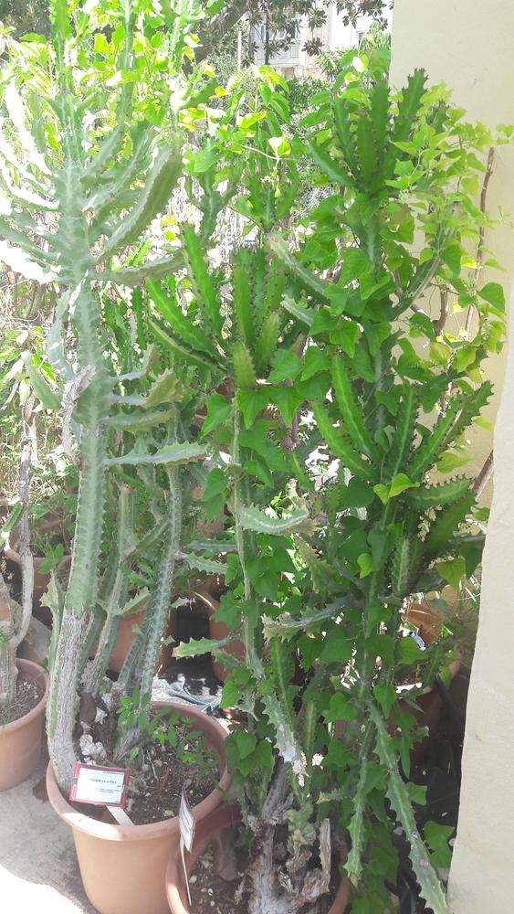 Photo of Candelabra Plant (Euphorbia lactea) uploaded by skopjecollection