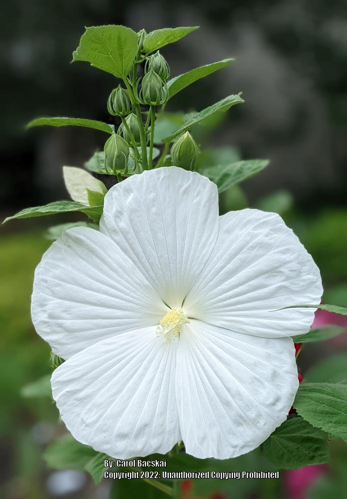 Photo of Hybrid Hardy Hibiscus (Hibiscus 'Blue River II') uploaded by Artsee1