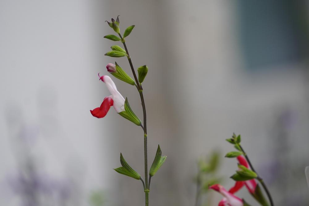 Photo of Blackcurrant Sage (Salvia microphylla 'Hot Lips') uploaded by D3LL