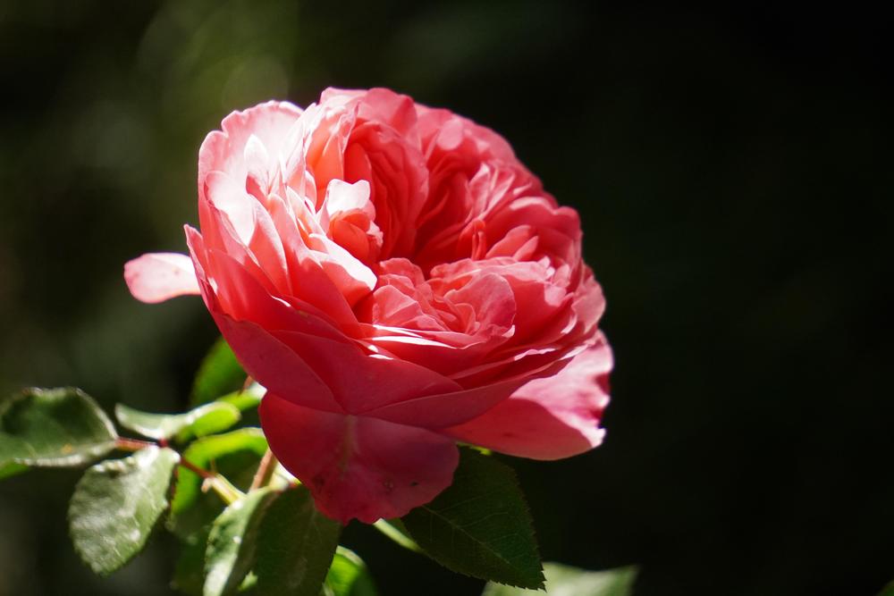Photo of Rose (Rosa 'Leonardo da Vinci') uploaded by D3LL