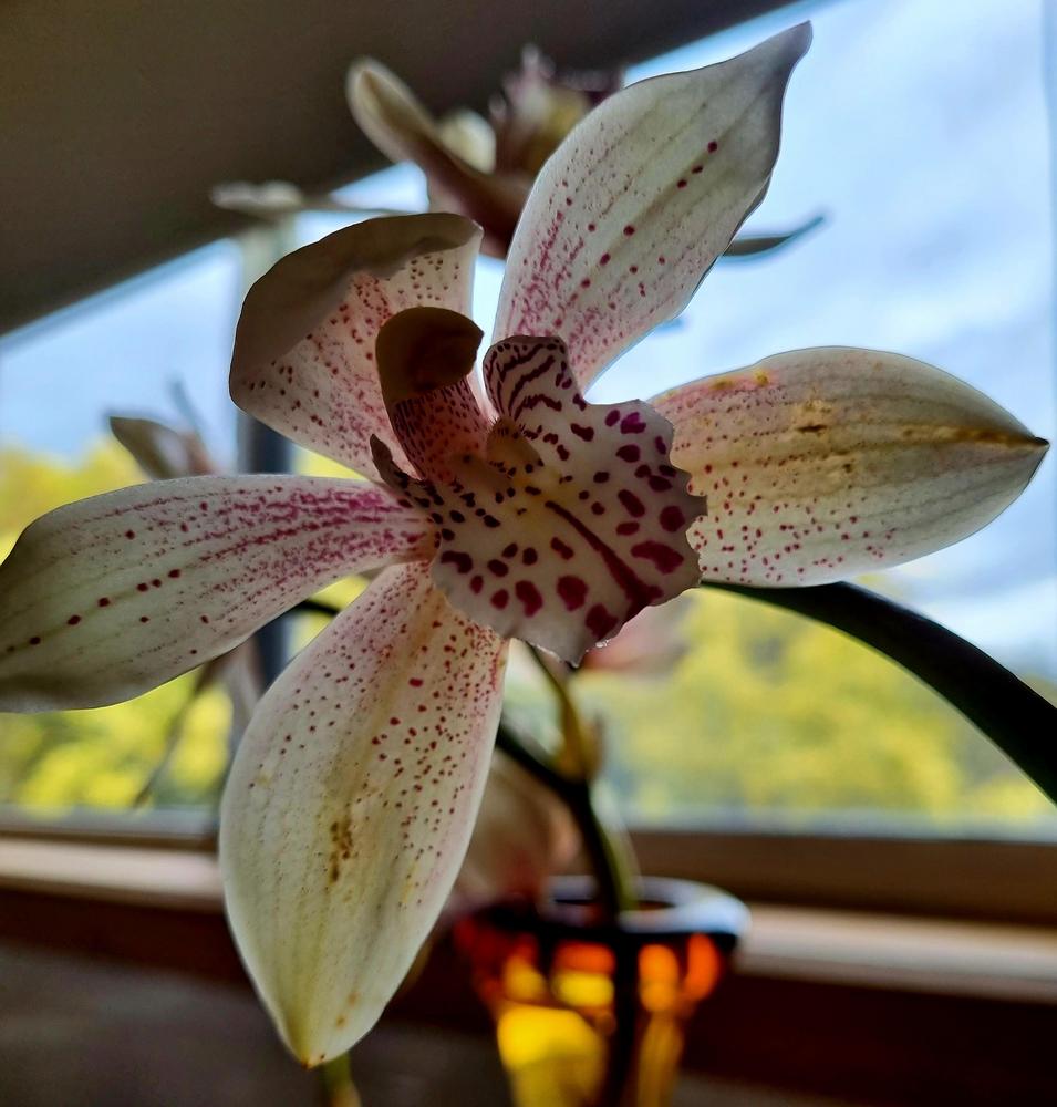Photo of Orchid (Cymbidium) uploaded by gwhizz