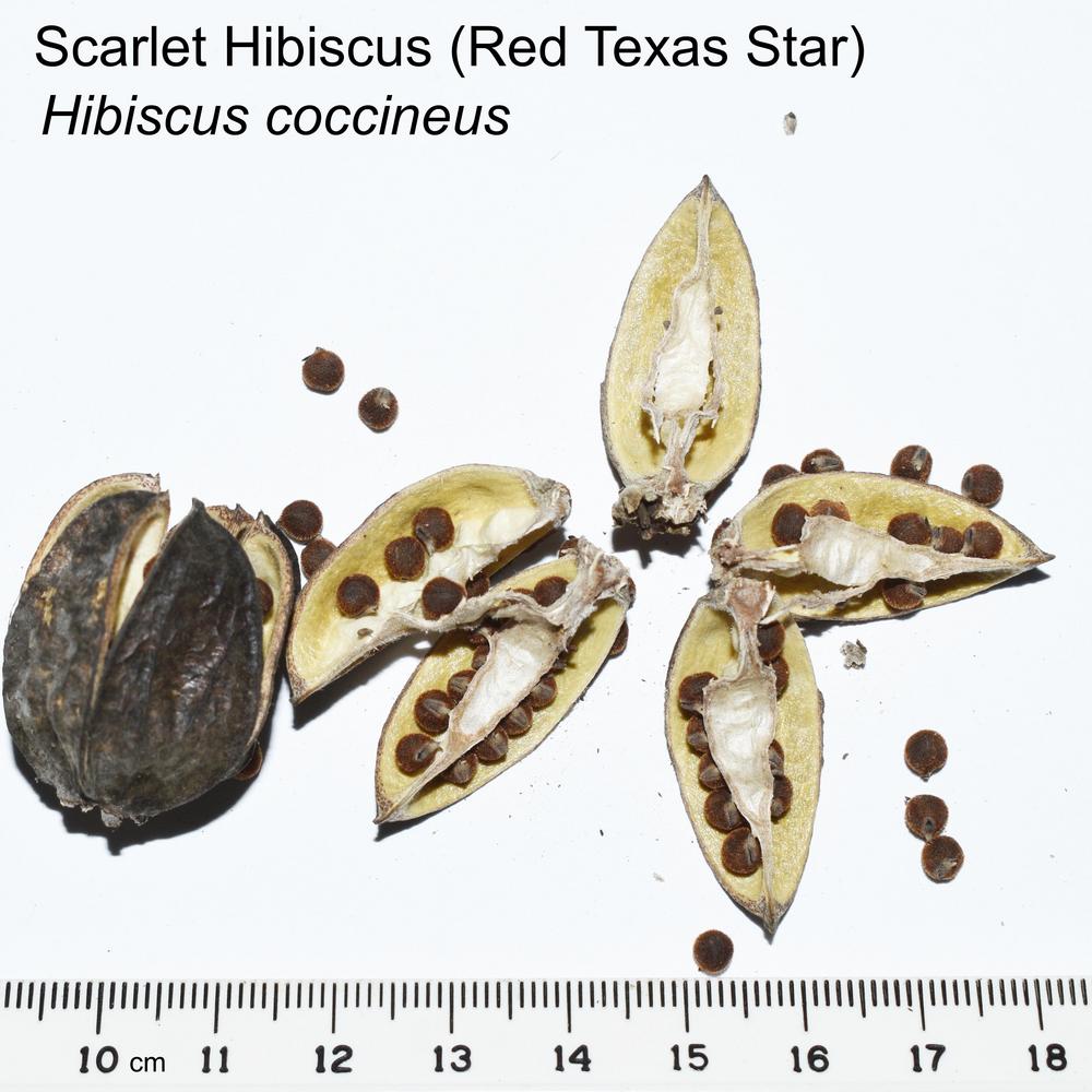 Photo of Texas Star (Hibiscus coccineus) uploaded by mmolyson