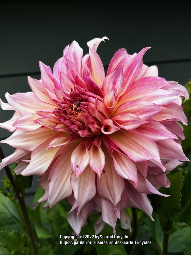 Photo of Dahlia 'Penhill Watermelon' uploaded by ScarletTricycle