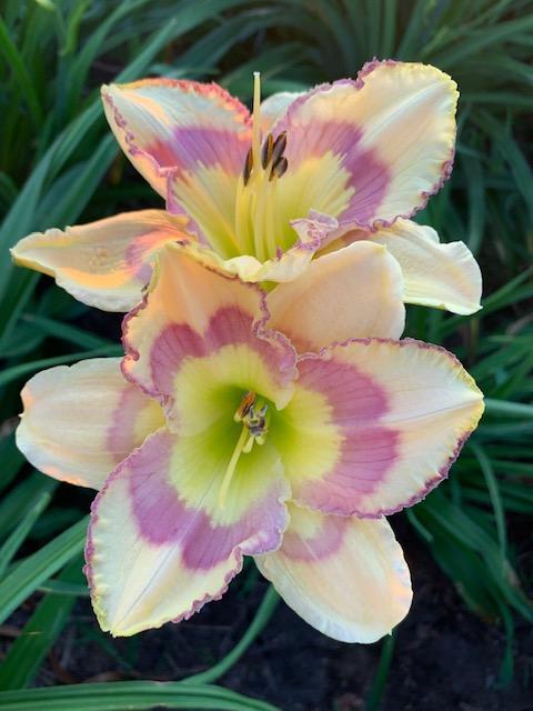 Photo of Daylily (Hemerocallis 'Violet Stained Glass') uploaded by jkporter