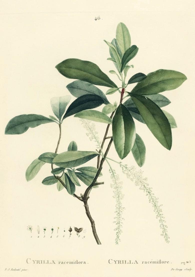 Photo of Leatherwood (Cyrilla racemiflora) uploaded by scvirginia