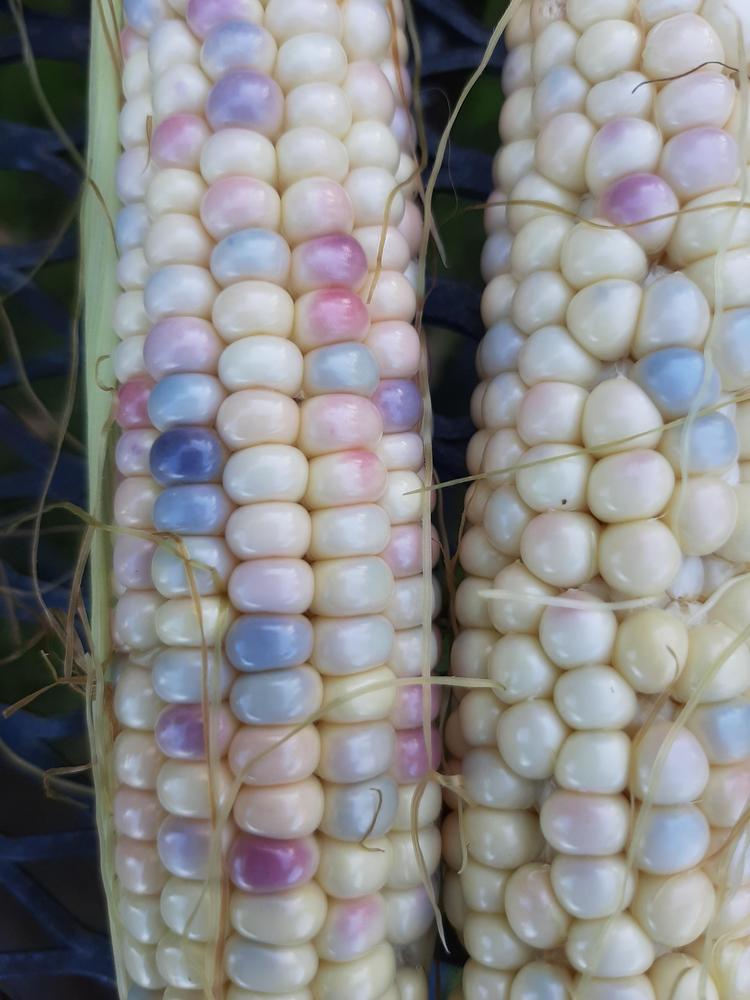 Photo of Popcorn (Zea mays subsp. mays 'Glass Gem') uploaded by pixie62560