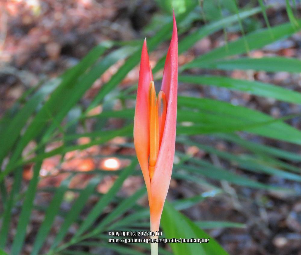 Photo of Heliconia uploaded by plantladylin